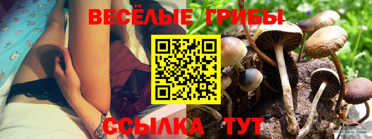 Галлюциногенные грибы Psilocybe Камень-на-Оби